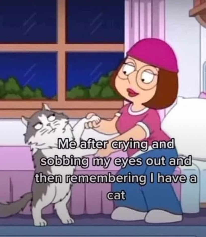 WeAssessCats's tweet photo. Cat joy https://t.co/KGH4nDM3lu