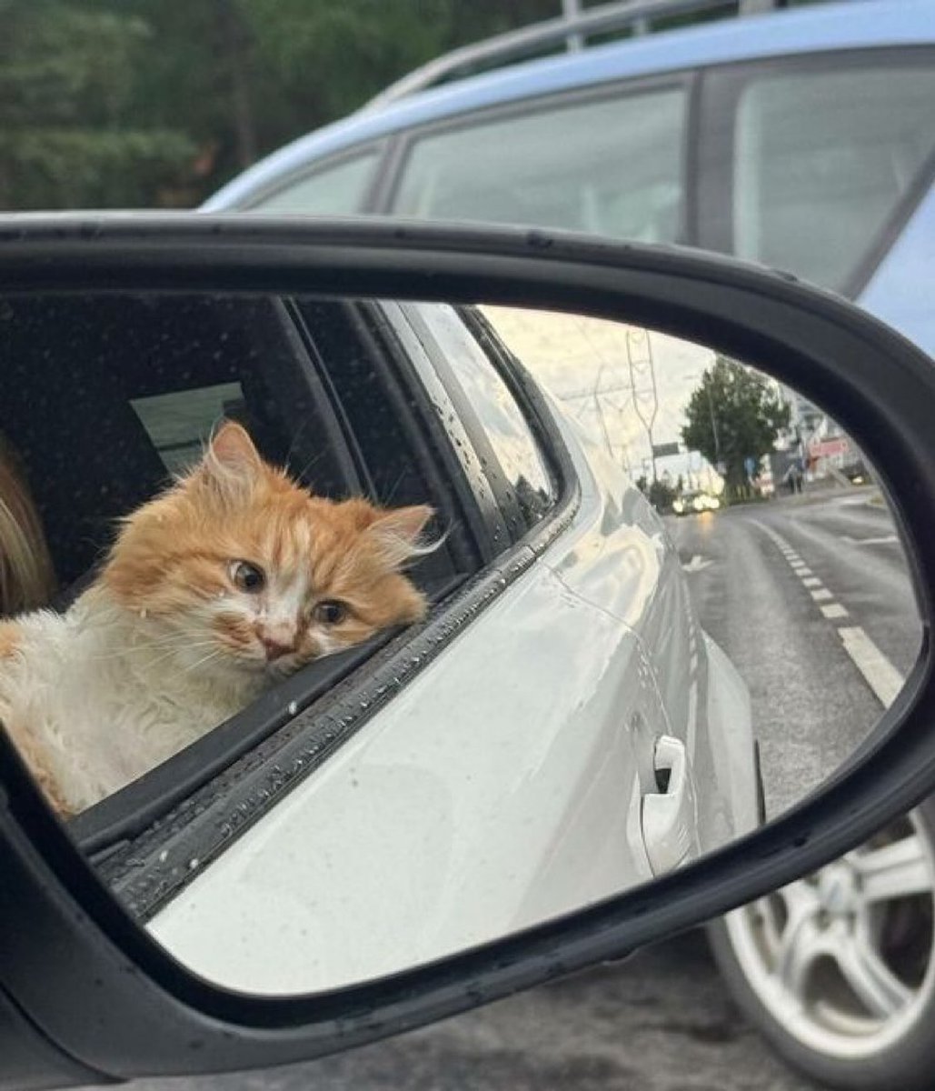 TheCatsX's tweet photo. Overthinking https://t.co/HY5pZjLk5u