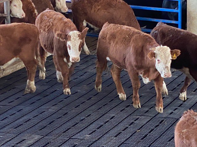 Take cattle comfort to the next level! 🐂

Our Premium Slat Rubber is built for comfort, strength and performance that lasts 🤩

✅ Premium quality
✅ Outstanding grip
✅ Unmatched longevity  

Get in touch today!

💻 Visit easyfix.com
☎️ Call us on +1 605 261 1508