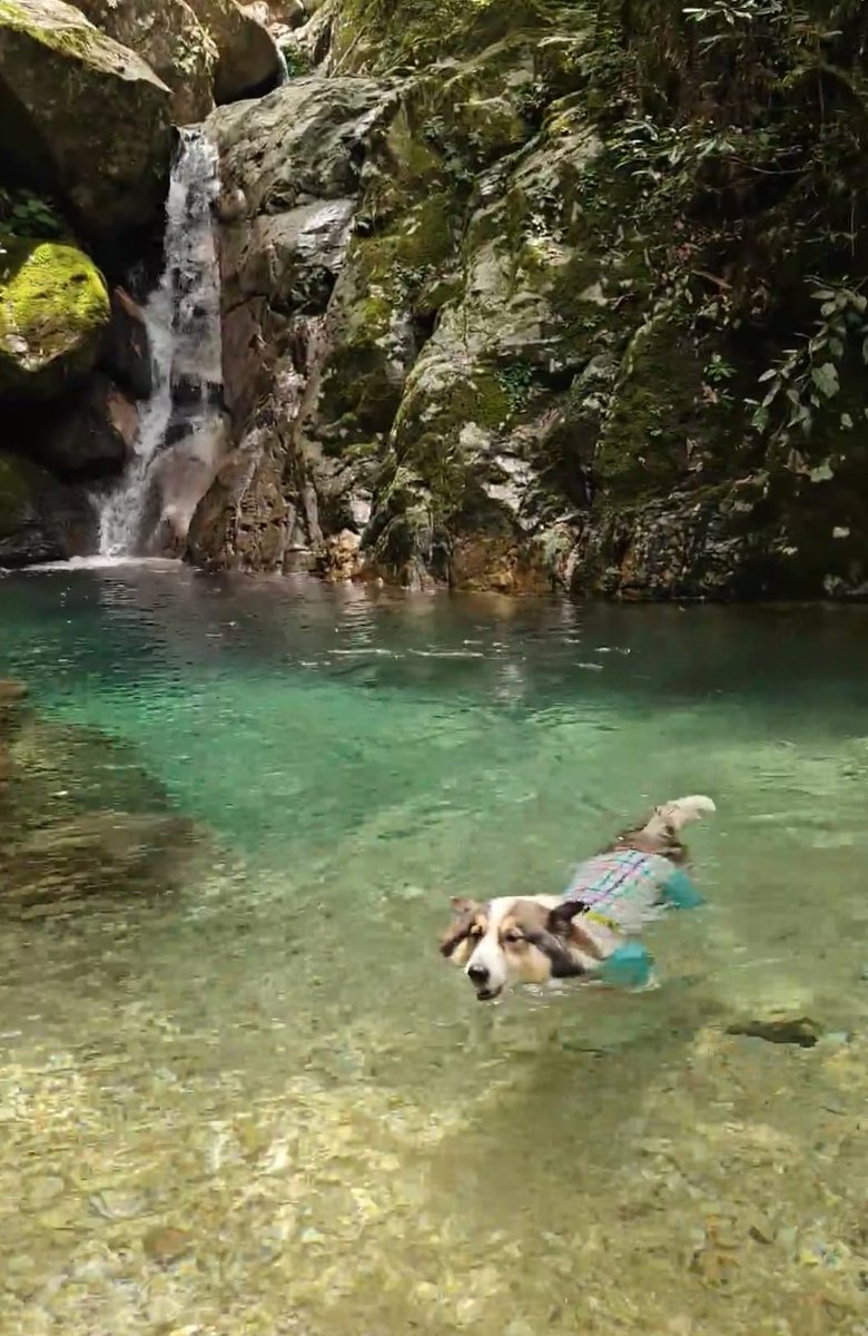 isongyang's tweet photo. 📍松阳 山间的玻璃水
📍 Songyang | Glass-like Waters in Mountain Creeks💧✨
#Waters #GlassWater #MountainStreams #NatureLens #Hidden https://t.co/VUc0uIEHzj
