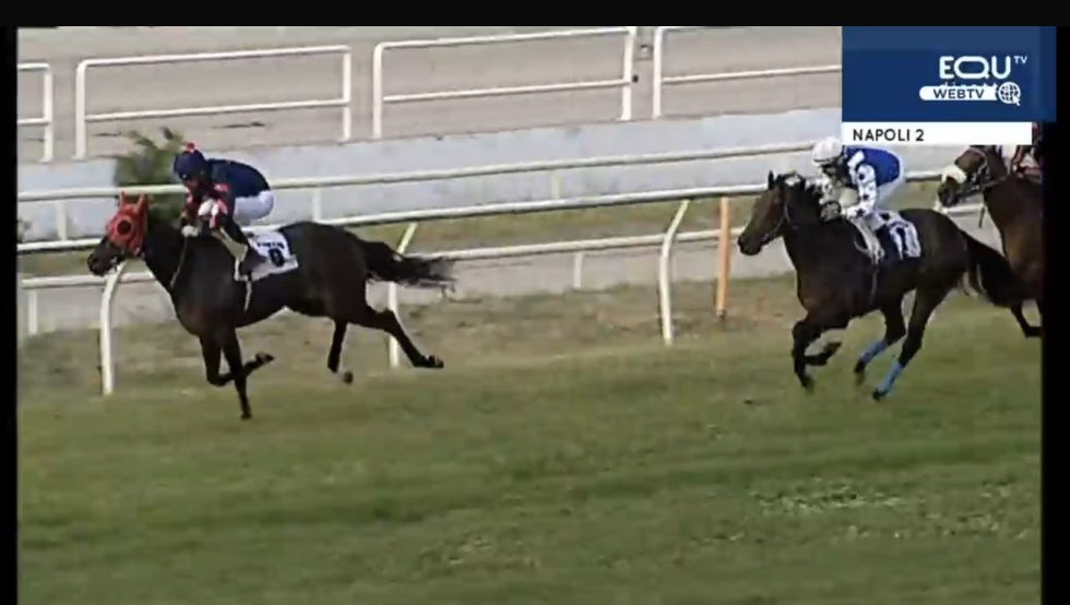 Nice update to lot 605 <a href="/Goffs1866/">Goffs</a> Orby 2 sale by <a href="/amoracingltd/">Amo Racing</a> July stakes winner PERSIAN FORCE,His half sister Forevermylove wins stylishly in Napoli,meaning every foal out of the mare is now a multiple winner 
Bred by <a href="/knockcross/">Knockcross Stud</a> 💪🏼🥇