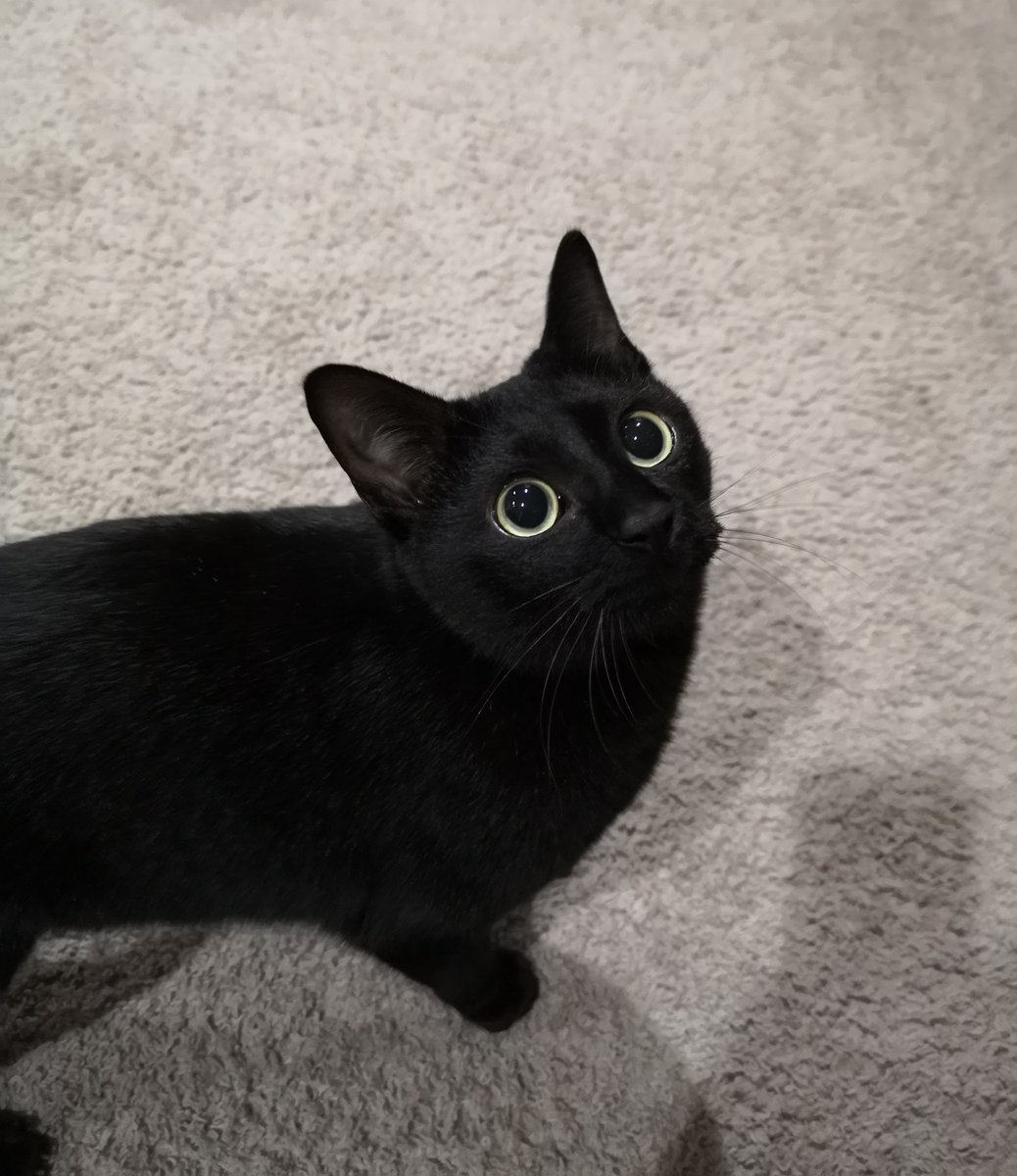 食べちゃう(黒猫) 今日は少し時間があったからお買い物して外食してきました♪