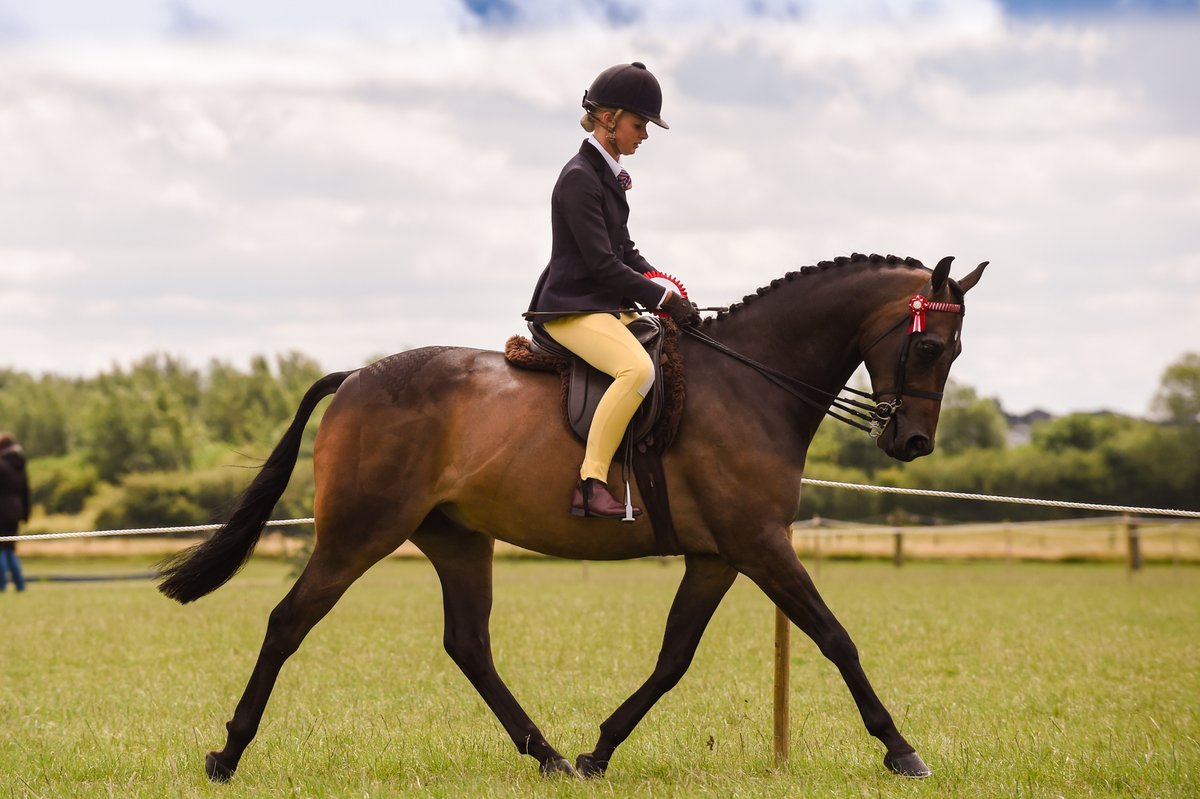 Whether you're a seasoned equestrian enthusiast or simply looking for an unforgettable day out, don't miss Scone Palace International Horse Trials
#AD <a href="/Scone_Trials/">Scone Palace International Horse Trials</a> #SPIHT2025 #ScotlandHorseTrials #EquestrianScotland #HorseSportScotland #EventingUK
trib.al/X2cPBqc