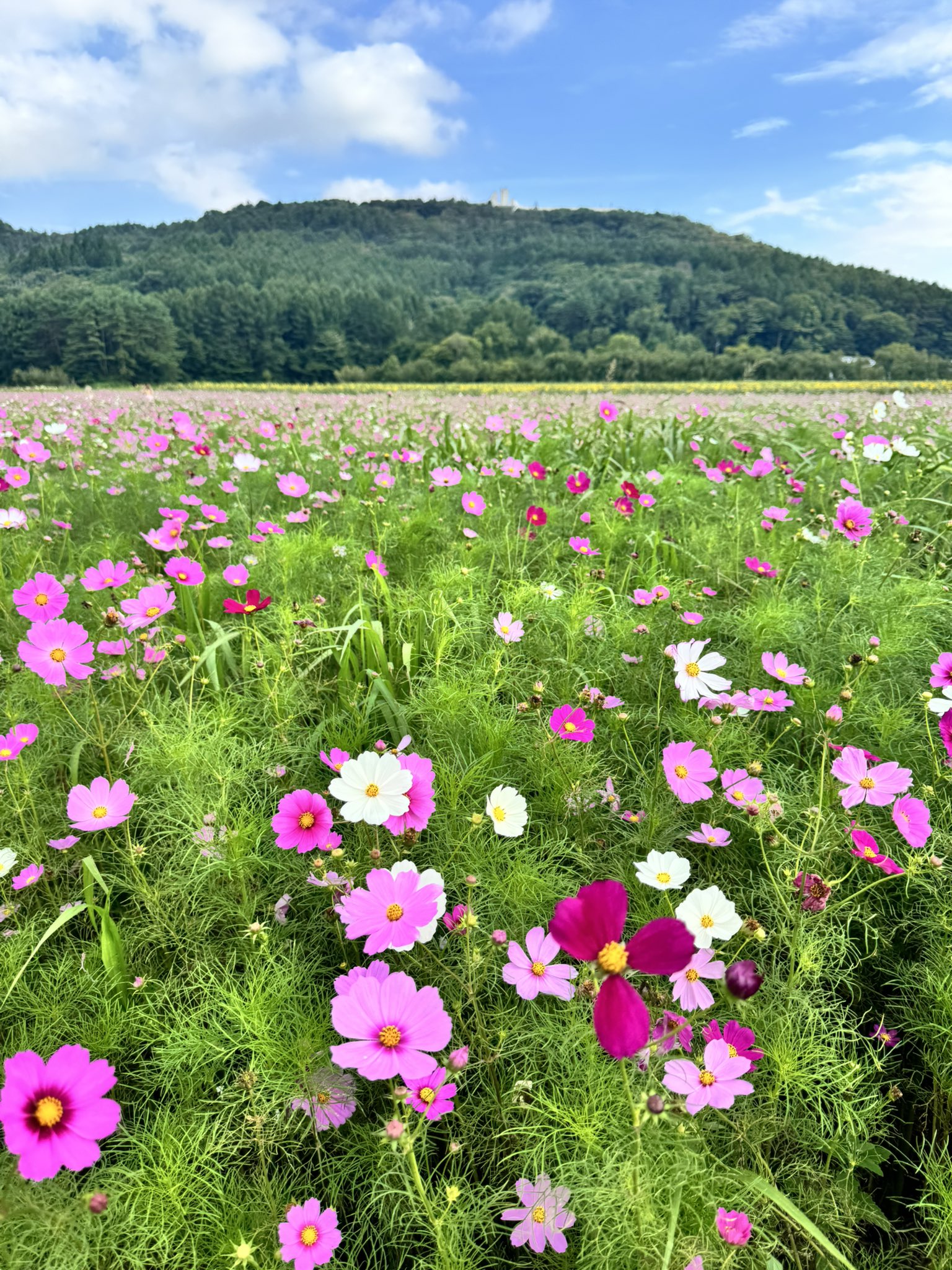 砂漠にコスモスは咲かない　ヨネヤマママコ Amazon.co.jp: 砂漠にコスモスは咲かない : ヨネヤマママコ: 本