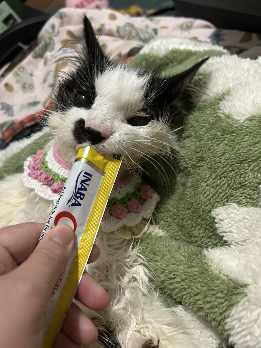 oreoeocat's tweet image. She put up with me when I had her enjoy some gifts people sent. She had a bunch of treats. We are waiting now