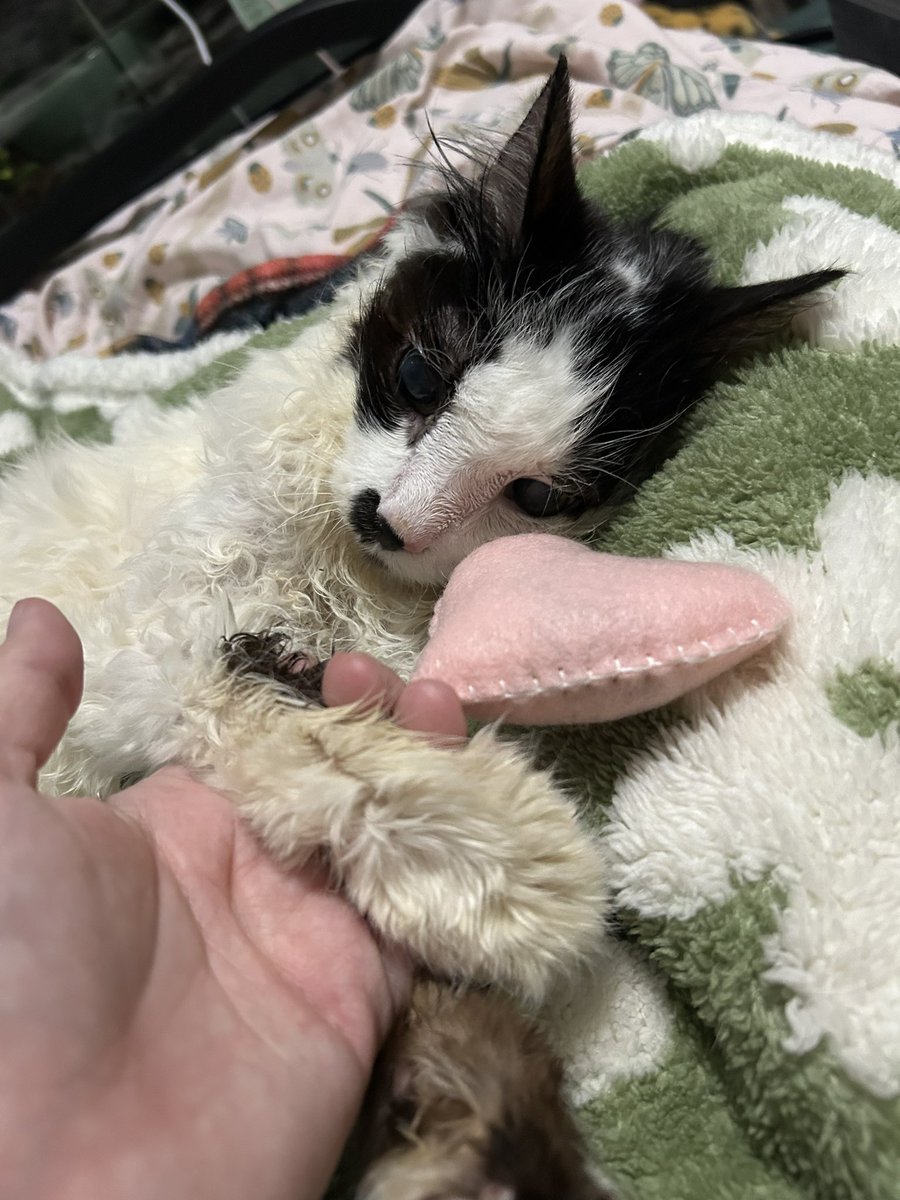 oreoeocat's tweet image. She put up with me when I had her enjoy some gifts people sent. She had a bunch of treats. We are waiting now