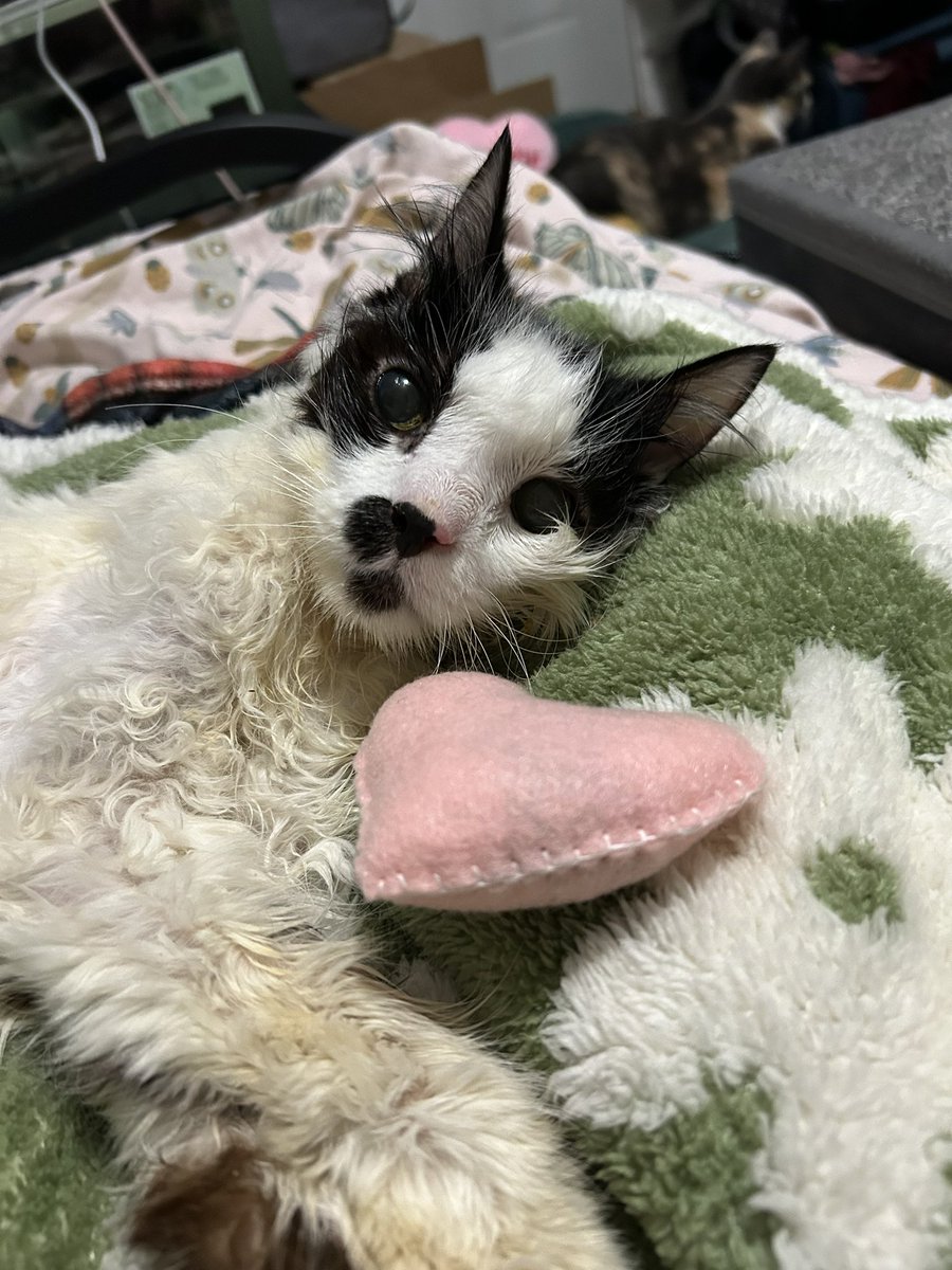 oreoeocat's tweet image. She put up with me when I had her enjoy some gifts people sent. She had a bunch of treats. We are waiting now