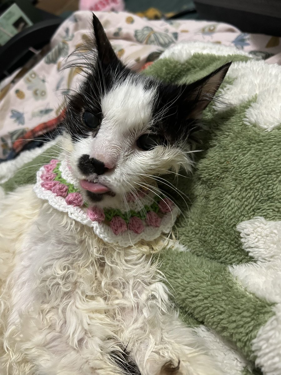 oreoeocat's tweet image. She put up with me when I had her enjoy some gifts people sent. She had a bunch of treats. We are waiting now