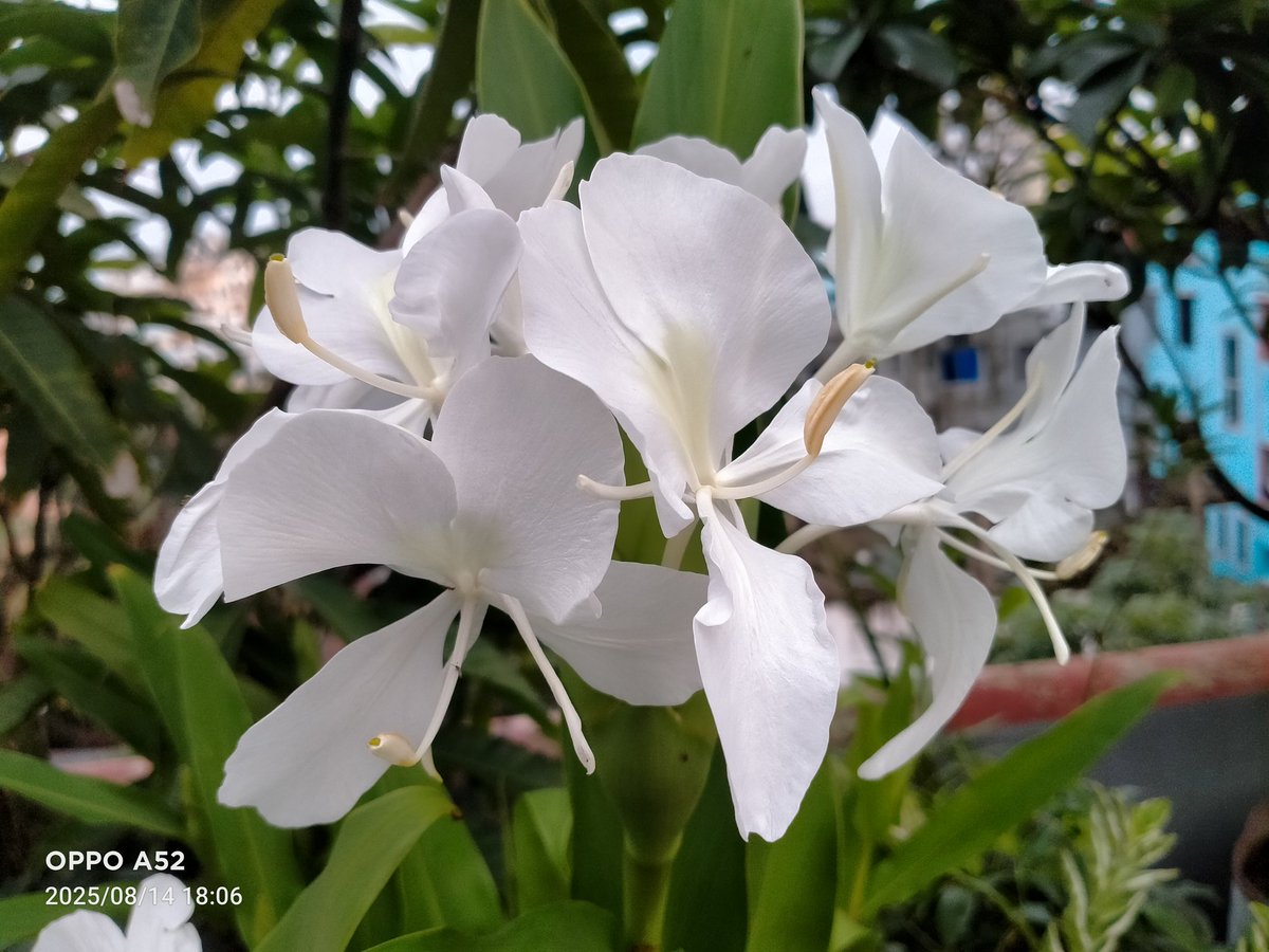 SumayaHaque8's tweet photo. #দোলোনচাঁপা🥰 https://t.co/jIHlJRgm3d