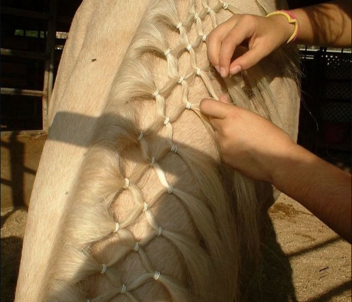 majamediaco's tweet photo. here are some horses https://t.co/EV4SwjD0f4