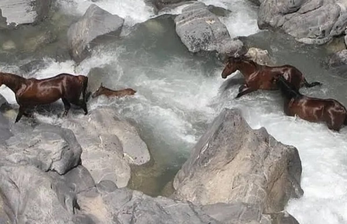 majamediaco's tweet photo. here are some horses https://t.co/EV4SwjD0f4