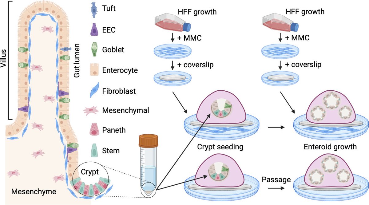 Organoid News tweet media