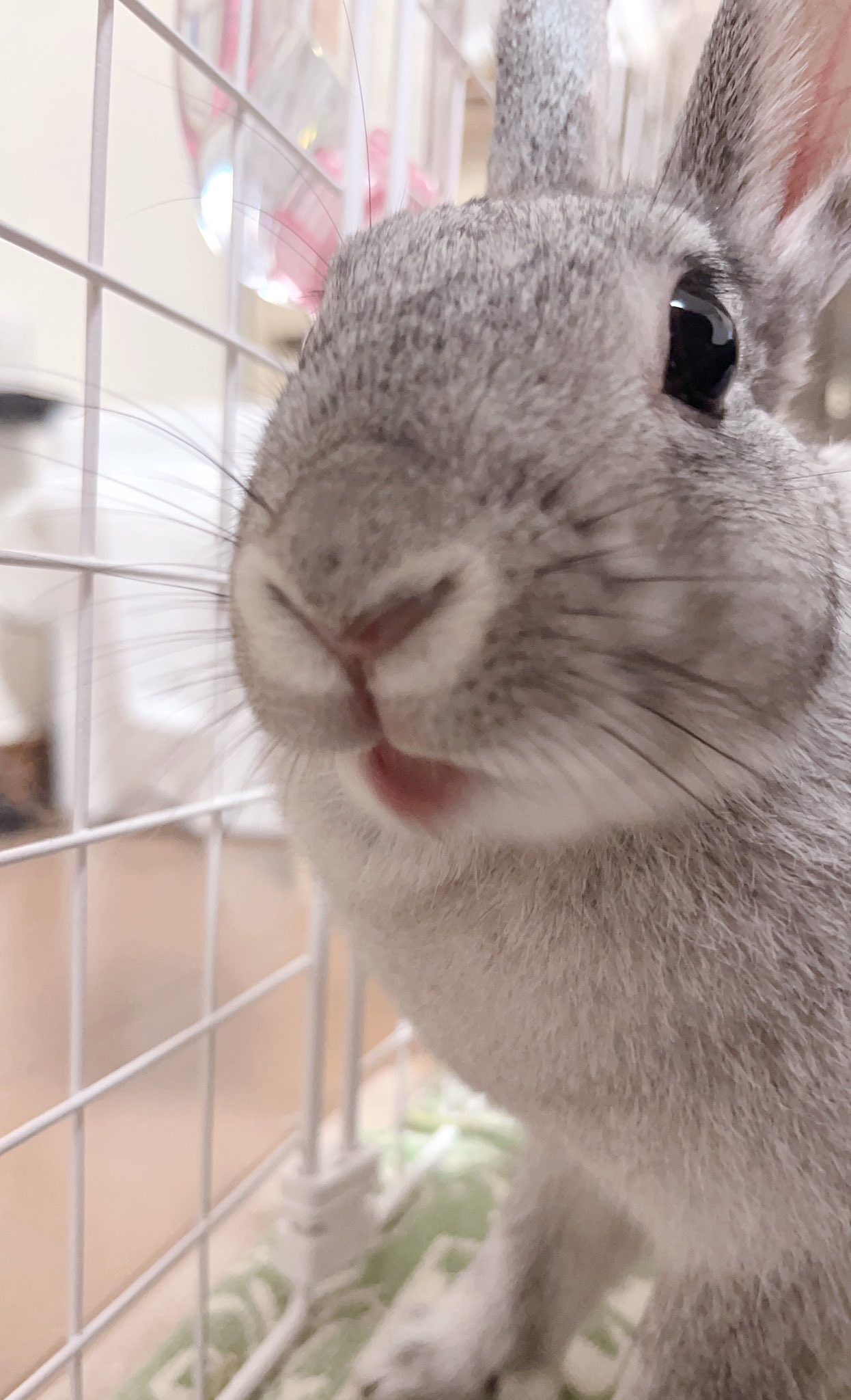 うさうさき♥3点おまとめ♥⁠◍⁠•⁠ᴗ⁠•⁠◍⁠)⁠❤ ししまる♀🐰🎀 on X: 