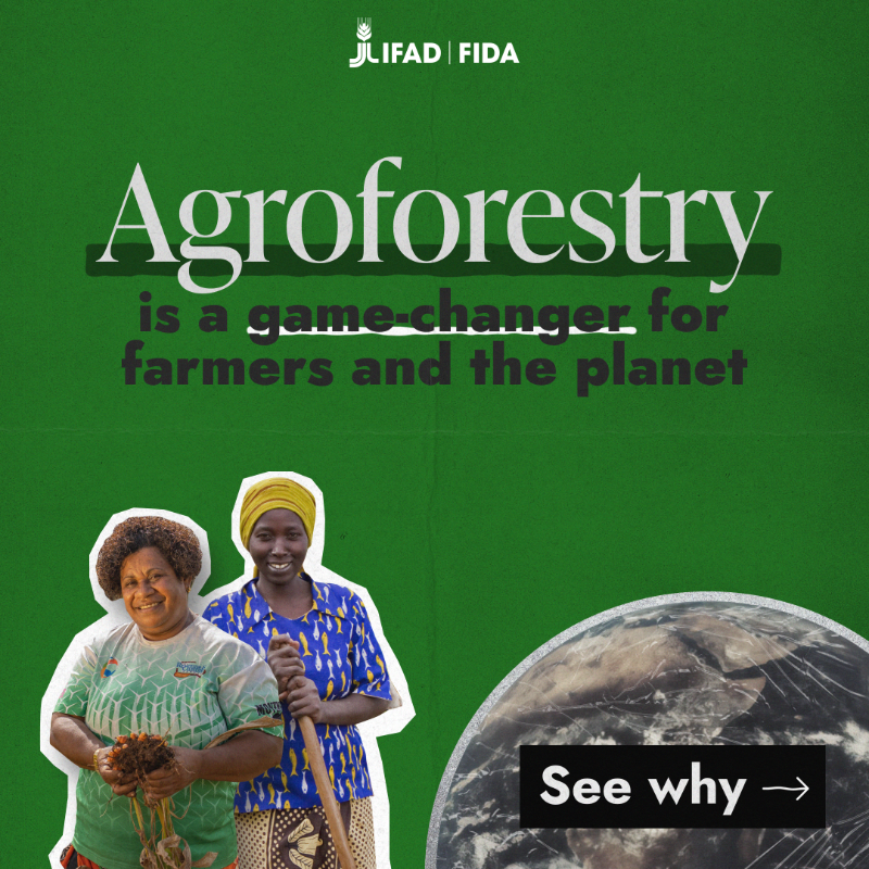 IFAD's tweet photo. Agroforestry is more than just another way of farming.

Dive into how it’s transforming rural communities and the planet 🌳👉