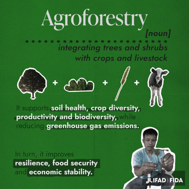 IFAD's tweet photo. Agroforestry is more than just another way of farming.

Dive into how it’s transforming rural communities and the planet 🌳👉