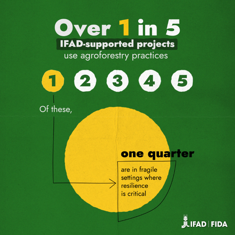 IFAD's tweet photo. Agroforestry is more than just another way of farming.

Dive into how it’s transforming rural communities and the planet 🌳👉