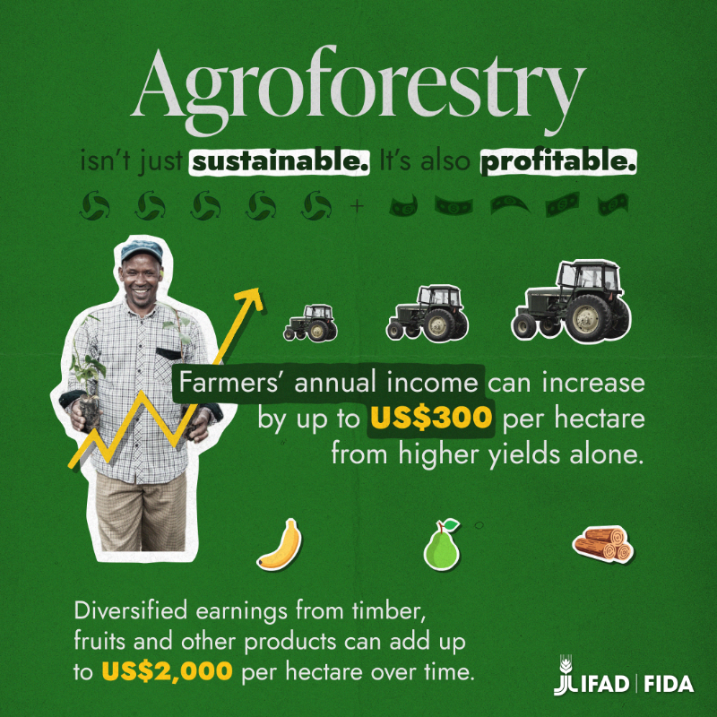 IFAD's tweet photo. Agroforestry is more than just another way of farming.

Dive into how it’s transforming rural communities and the planet 🌳👉