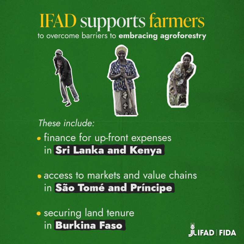 IFAD's tweet photo. Agroforestry is more than just another way of farming.

Dive into how it’s transforming rural communities and the planet 🌳👉