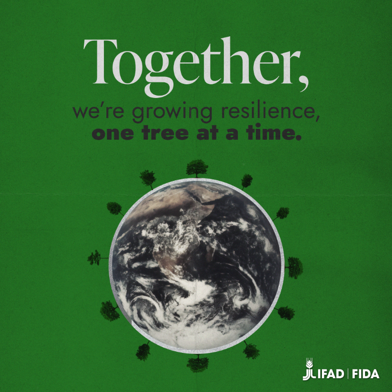 IFAD's tweet photo. Agroforestry is more than just another way of farming.

Dive into how it’s transforming rural communities and the planet 🌳👉