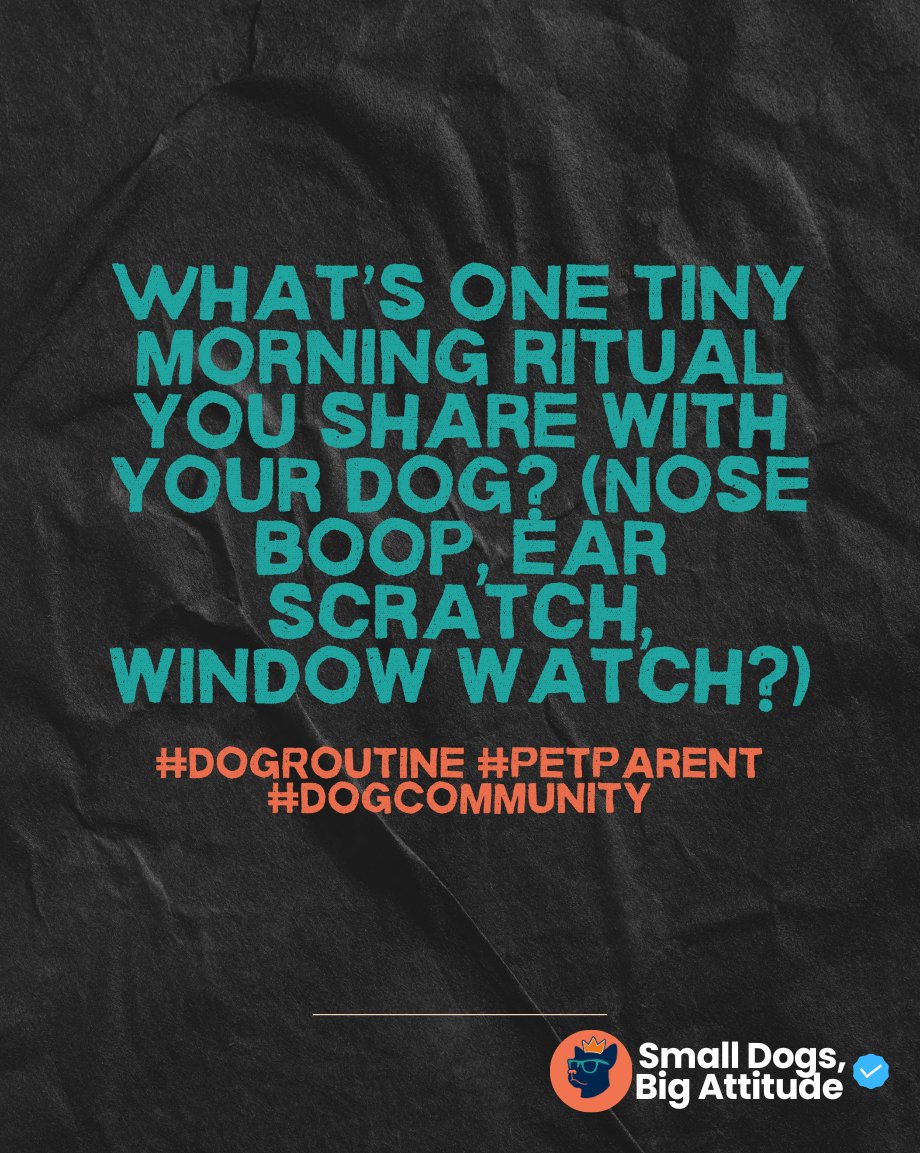 SmlDogs_BigAtti's tweet image. Your morning ritual with your dog? #DogRoutine #PetParent #DogCommunity