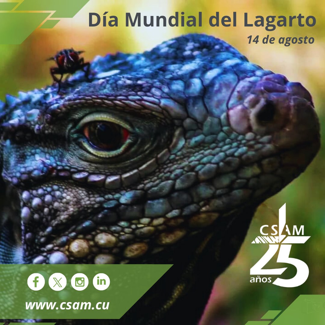 ✅DÍA MUNDIAL DEL LAGARTO🦎

📢En este día, unámonos para crear conciencia sobre la importancia de la conservación de los lagartos y su hábitat‼️
. 
.
.
#CSAM #AMACuba #CitmaCuba #DíaMundialDelLagarto #Reptiles #Conservación #Biodiversidad #WorldLizardDay #lagartos #Cumplimos25