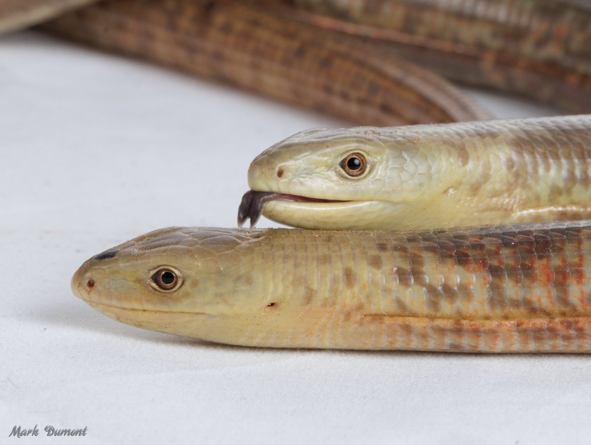CincinnatiZoo's tweet photo. Happy World Lizard Day to the three baby Sheltopusiks (legless lizards) currently behind the scenes in the Reptile House! 🦎 https://t.co/AURdw9AYx9