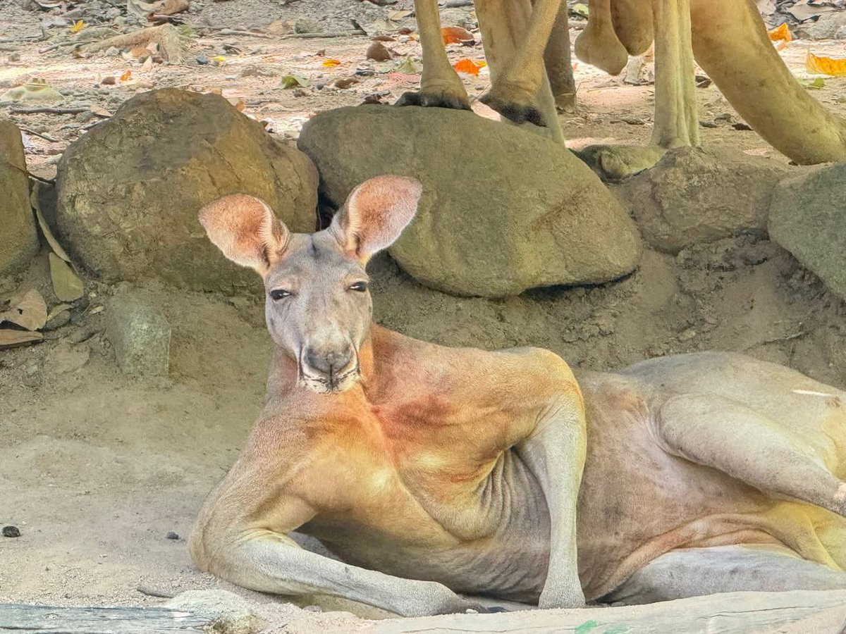 สวนสัตว์เปิดเขาเขียว Khao Kheow Open Zoo tweet media