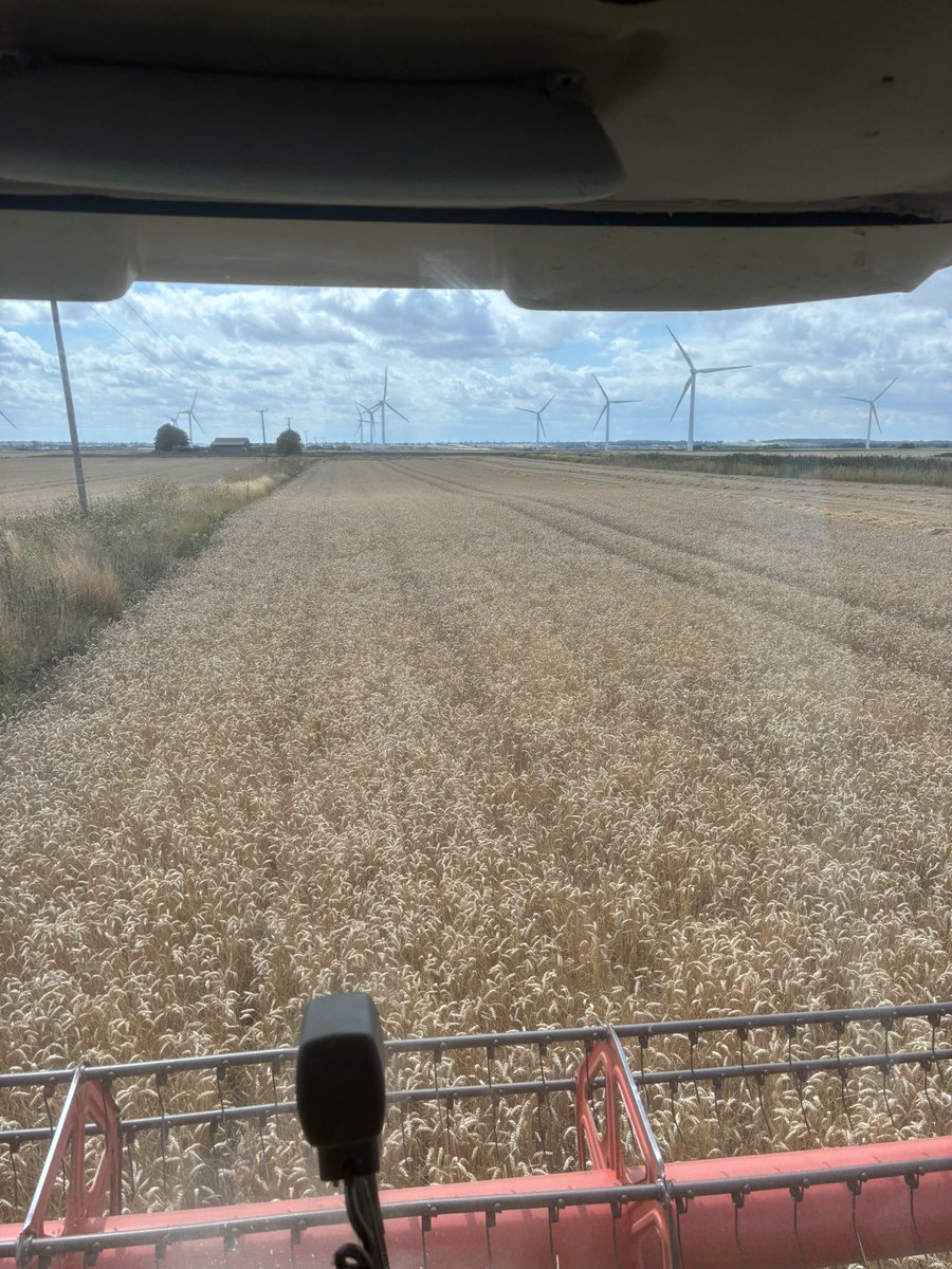 Finally back to cutting hopefully the last day , started on some jan drilled wheat behind beet , my worst field all round . Black grass ✅
Rubbish yeild ✅
Exspensive establishment as took more passes . Thankfully it’s only 4ha in future I won’t bother with late wheat #harvest25