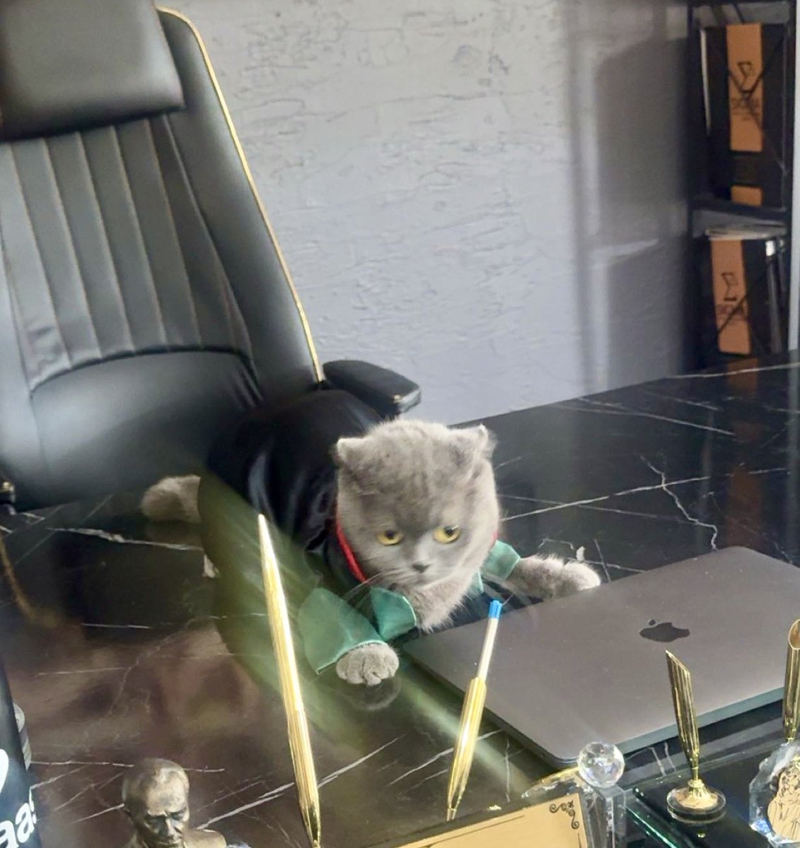 hutsuneaa's tweet photo. cübbe giyme
kedi1
ben0 https://t.co/J1EFZulXku