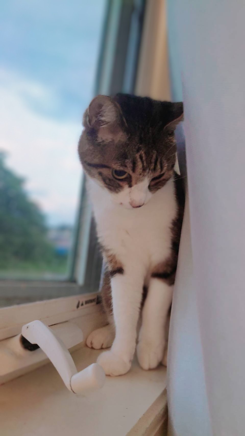朔🐈断然猫派 on X: 