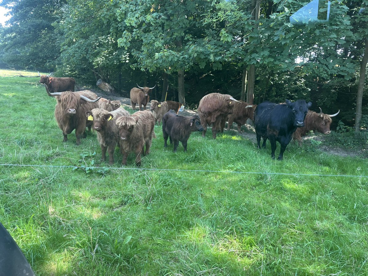 Tohle počasí jim úplně nevyhovuje.. takže přes den jsou hlavně ve stínu