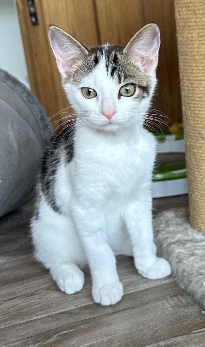 catsinoxford's tweet photo. Marmalade and Bandit (tabby &amp; white) are two gorgeous 11-week-old brothers who are ready to melt your heart. These inseparable boys are looking for a loving home together where they can grow up safe, happy, and adored.

https://t.co/fD5RxbKYJ4 https://t.co/Rtfk0Ll8Jz