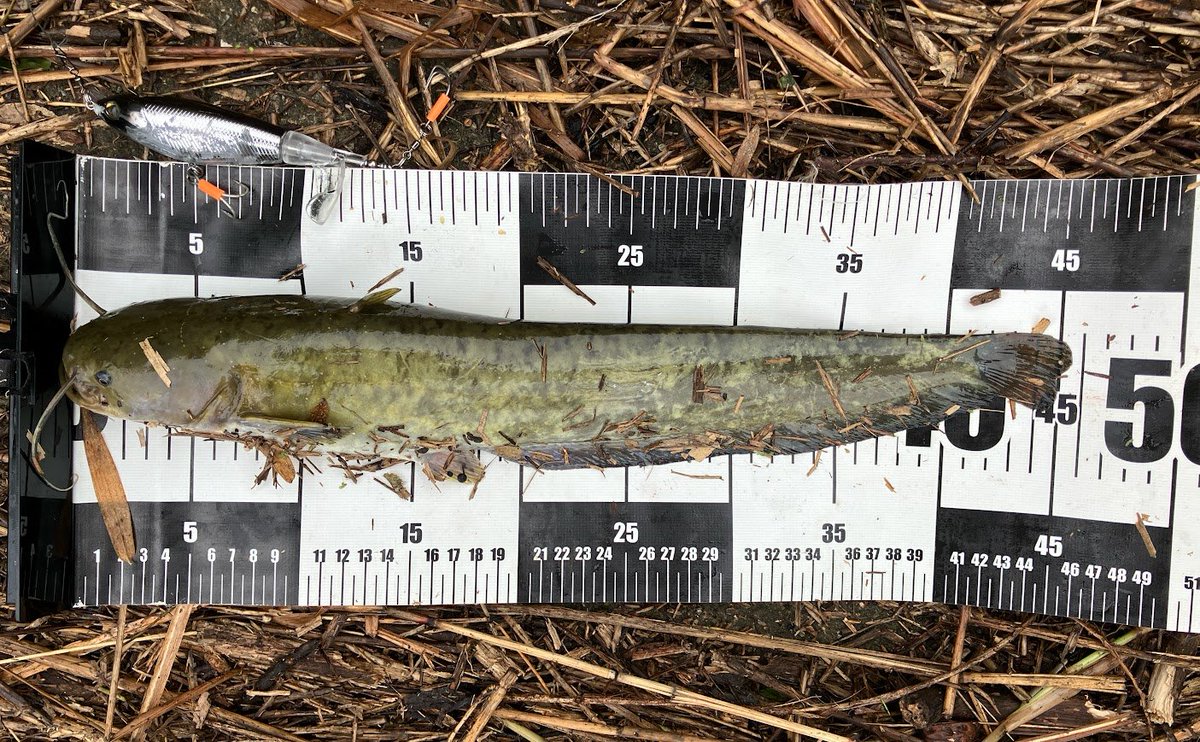 shiopon3's tweet photo. お盆で帰省したので実家河川でナマ活してきました。
雨で増水&でかい川なのでチョッポで広範囲に探る作戦。釣果は夕2匹、夕2匹、朝2匹で満足でした!
知っているポイントなのですが、増水で意外なところでヒットしたりなかなか楽しかったです。
#ナマズ
#NAMAZON
#DEX
#チョッポ https://t.co/SSQ19oHJde