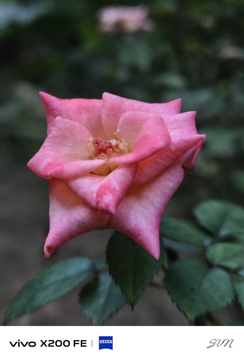 7nDeviL's tweet photo. 3X shot 
No edit 
#vivox200fe #zeiss #camera
@Vivo_India https://t.co/N1w9rmaDWI