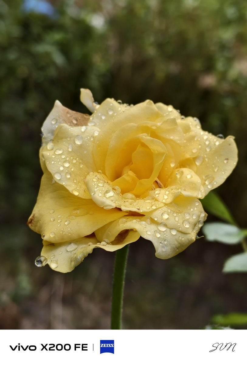 7nDeviL's tweet photo. 3X shot 
No edit 
#vivox200fe #zeiss #camera
@Vivo_India https://t.co/N1w9rmaDWI