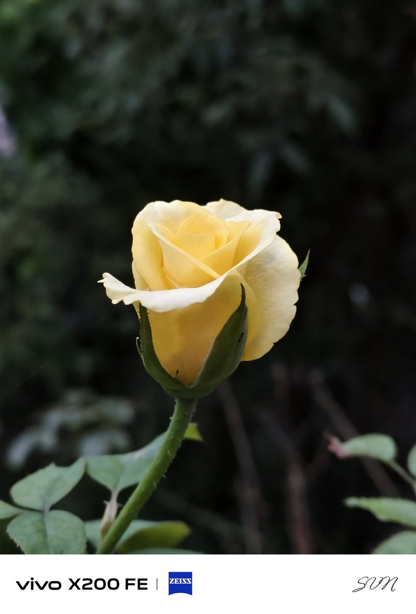 7nDeviL's tweet photo. 3X shot 
No edit 
#vivox200fe #zeiss #camera
@Vivo_India https://t.co/N1w9rmaDWI
