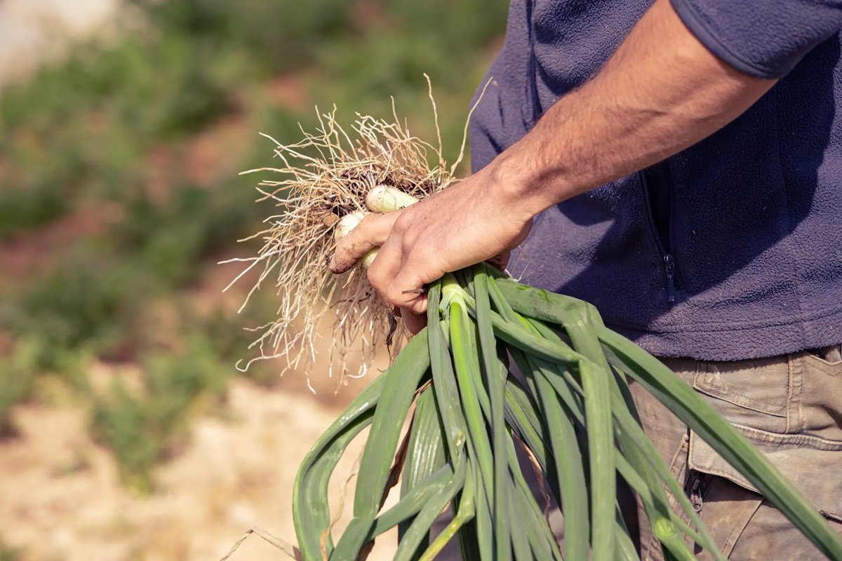 Sécheresse : Comme la ferme Isakenia à Beguios, plus d'une cinquantaine d'agriculteurs ont diminué leurs consommations d'eau grâce au dispositif ErrekAgri mis en place par la Communauté Pays Basque. Retour d'expérience 👉 bit.ly/4mk3jAa
