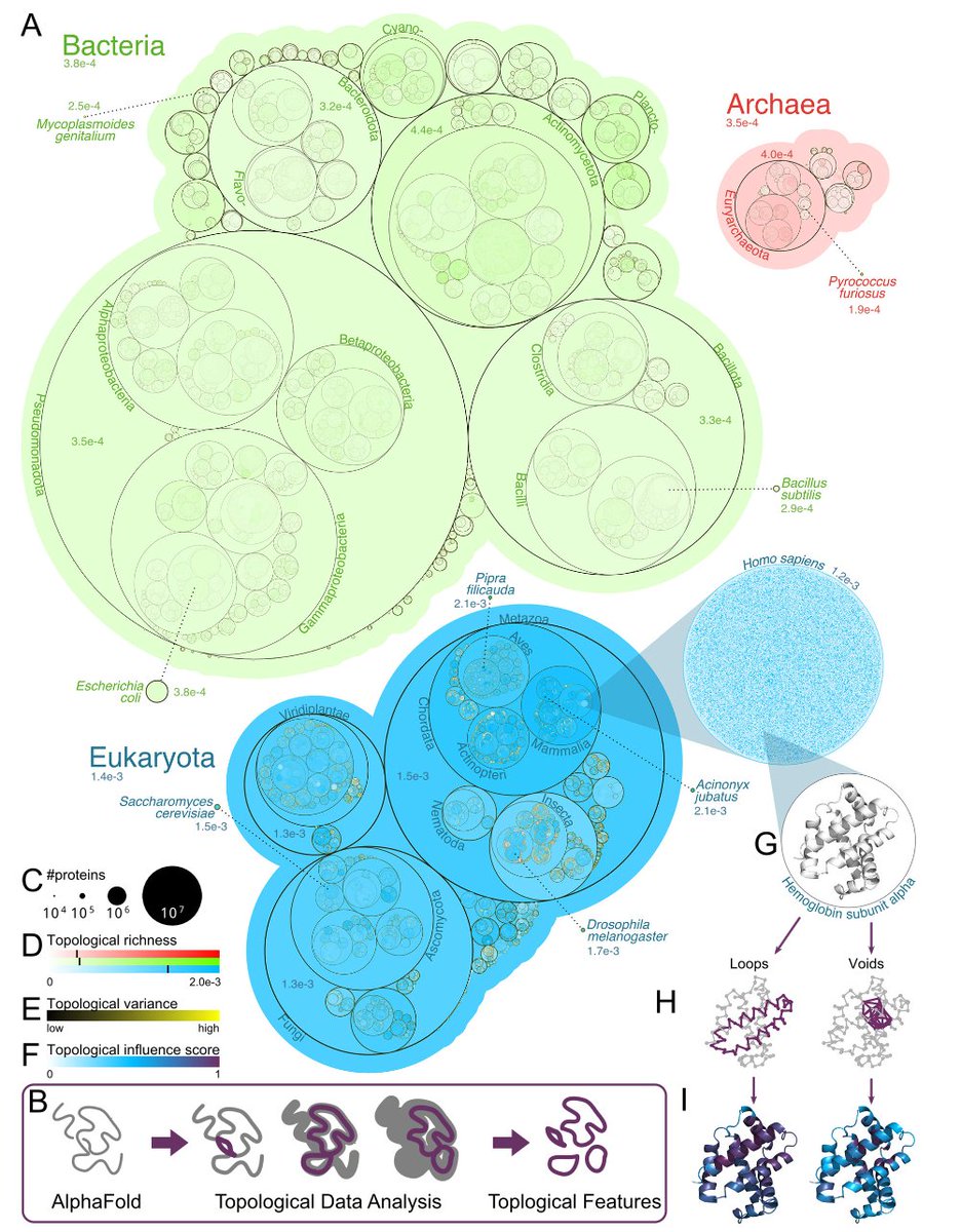 The Topological Properties of the Protein Universe <a href="/NatureComms/">Nature Communications</a> 

1. This novel study leverages topology—a branch of mathematics—to analyze the structural intricacies of over 214 million proteins predicted by AlphaFold2. By focusing on qualitative spatial features, it offers a