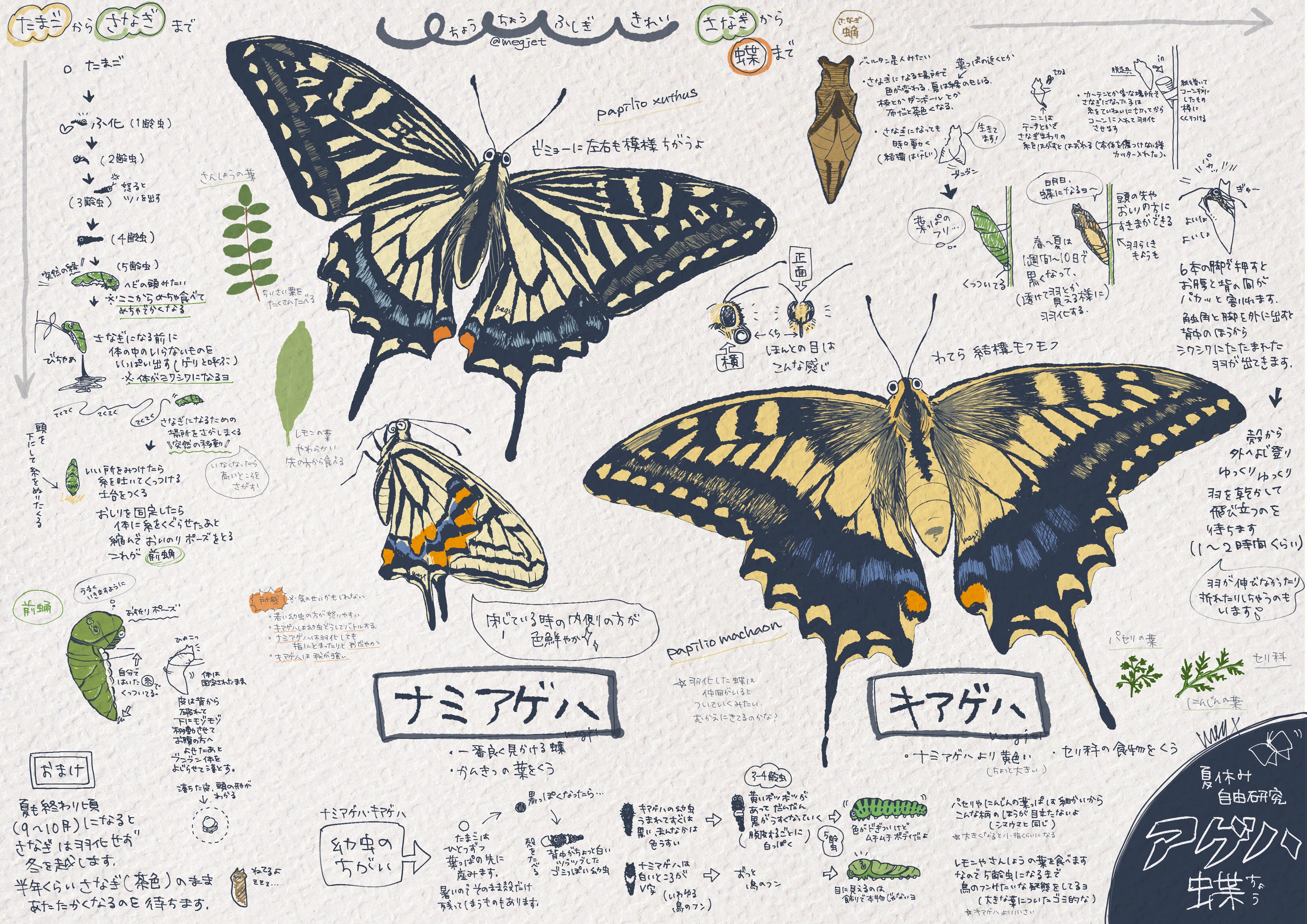 キアゲハ（1オス・中国/海南島産） キアゲハ – търсене / X