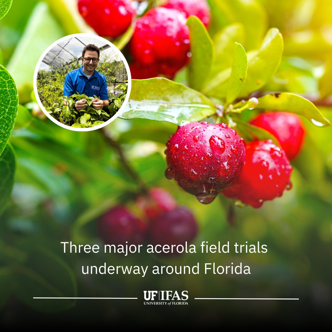 Could acerola be Florida's next farmed supefruit? <a href="/ufhorticulture/">UF/IFAS Horticultural Sciences</a> scientists are teaming up with <a href="/embrapa/">Embrapa</a> researchers to test how this nutrient-rich crop grows across our state.

More on this research led by <a href="/lfelipeferrao/">Felipe Ferrão</a> 🔗 go.ufl.edu/acerola