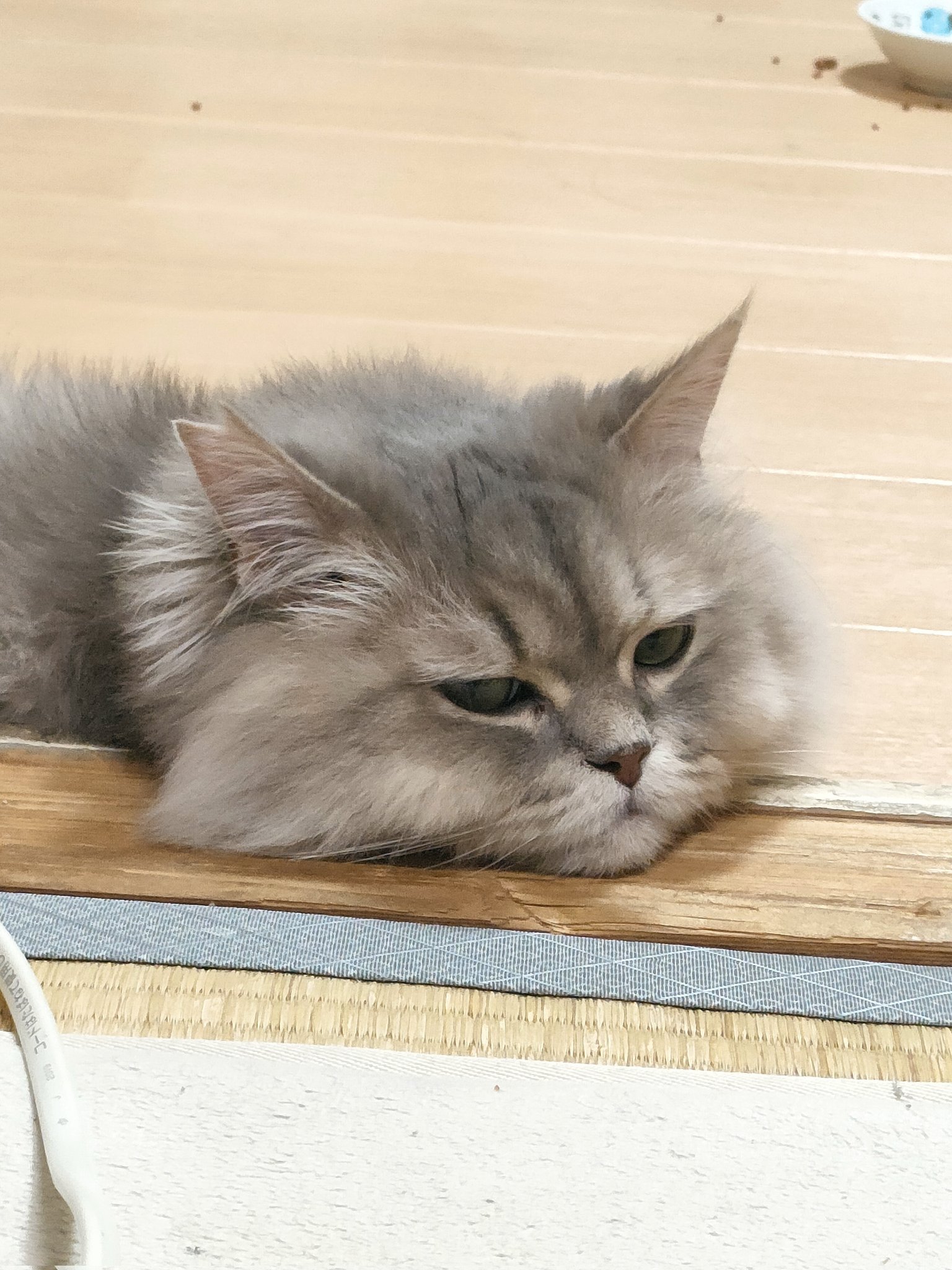 猫美(^-^)/ページ♡︎ おさとう。𓃵𓃵次ミナホ通し on X: 