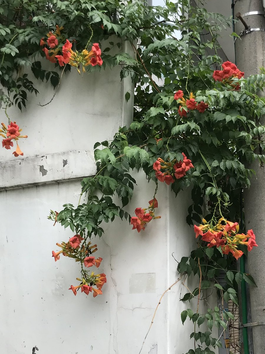 마음이 편안해지는 연남동 골목