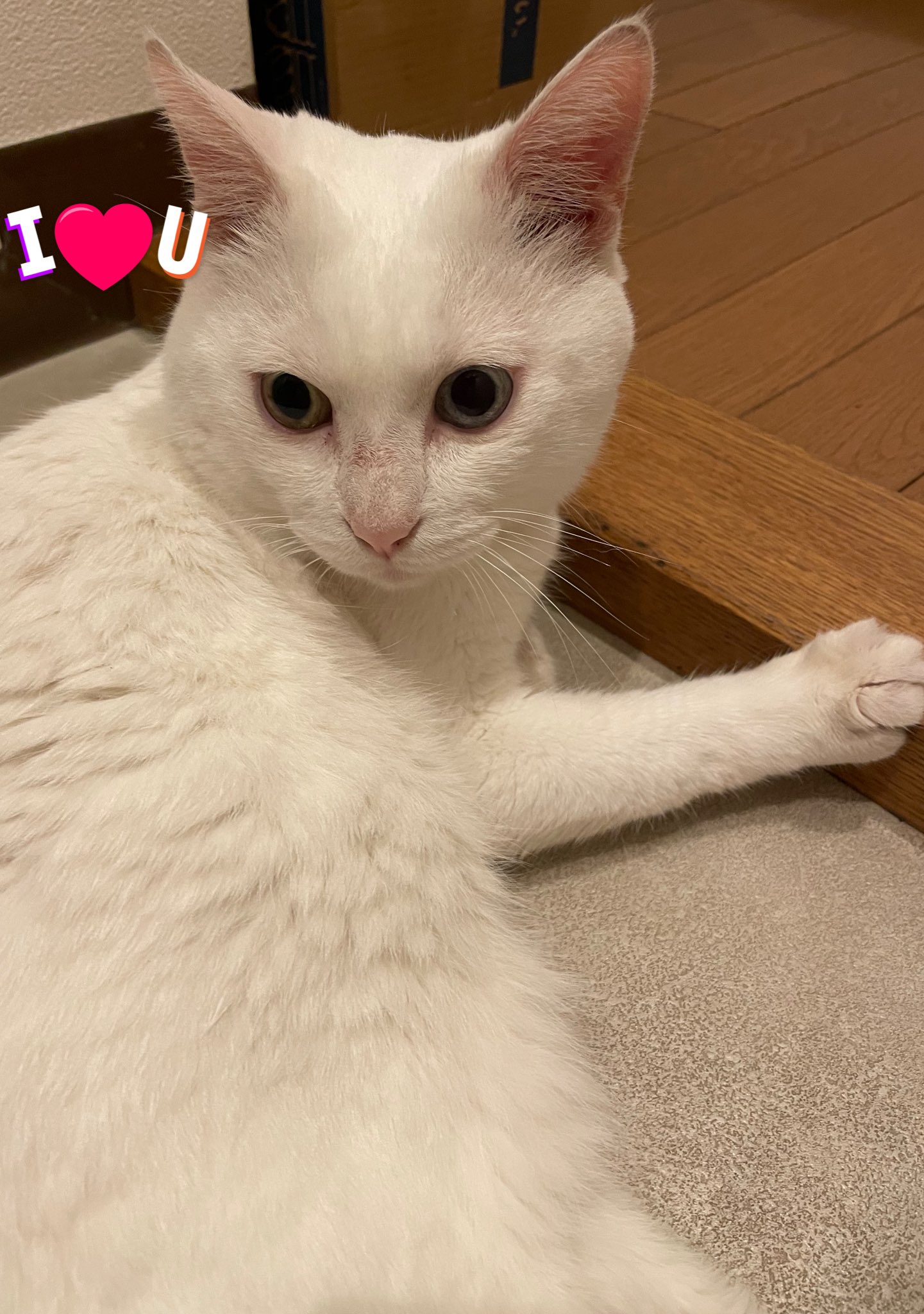ちいねこ様　iriey lupilien2点おまとめ ミレイ on X: 
