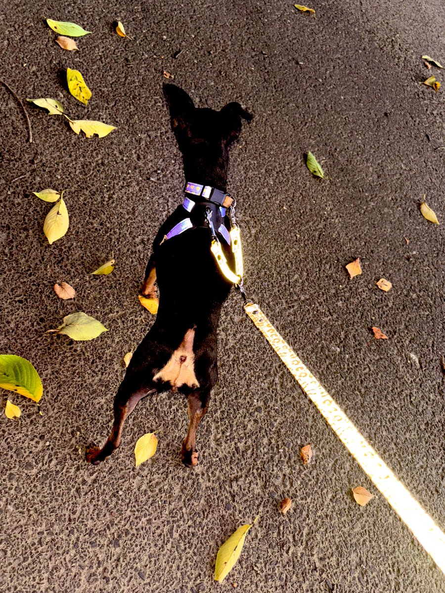 vallaco's tweet photo. 薄暗くなったので、えげつなく光る反射材犬具でお馴染み #RUMKA リードの出番です。
スマートフォンのカメラのフラッシュでここまで反射します。外気温の下がる陽が落ち掛け〜夜間のお散歩にピッタリ。
#ルンカーズ https://t.co/wsPfNqZi7e
