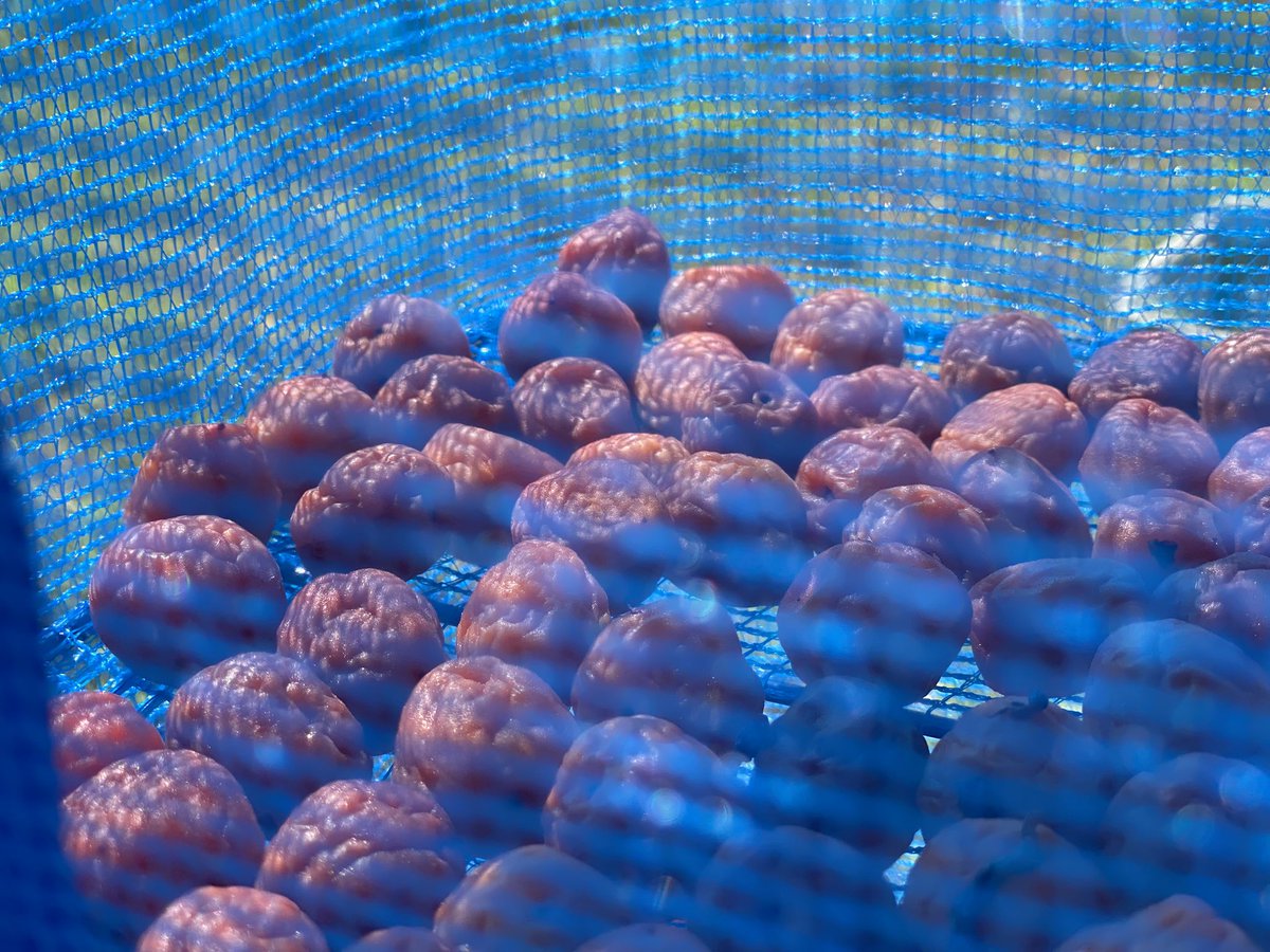 天候やスケジュールでお盆までずれ込んでしまいましたが、ようやく梅の天日干しができました。今年の小梅はぷりっと弾ける果肉感が強かったけど、1日干したらほどよく好みのしっとりした感じに落ち着きました。