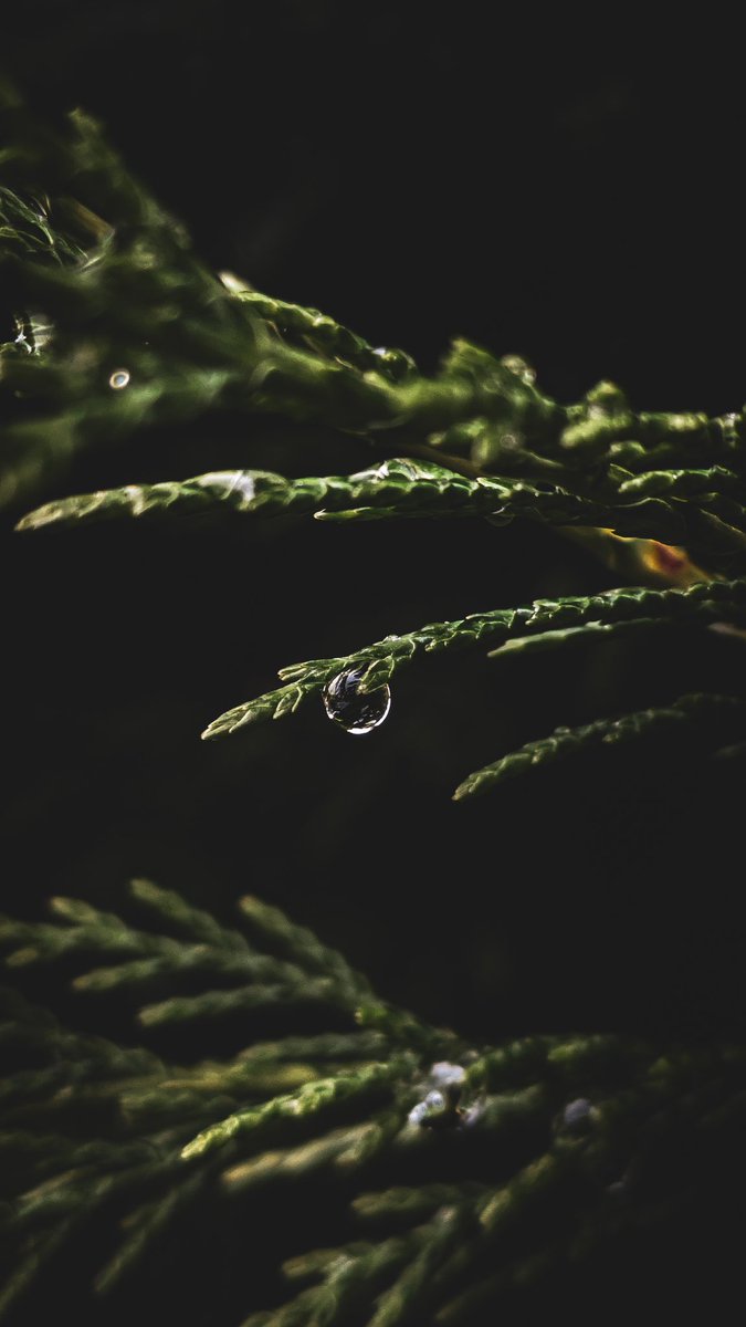 🖤🖤🖤🖤 
#NaturePhotography