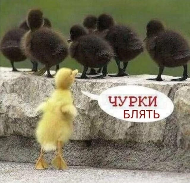 Елена Земскова (@elenazem1964) on Twitter photo 