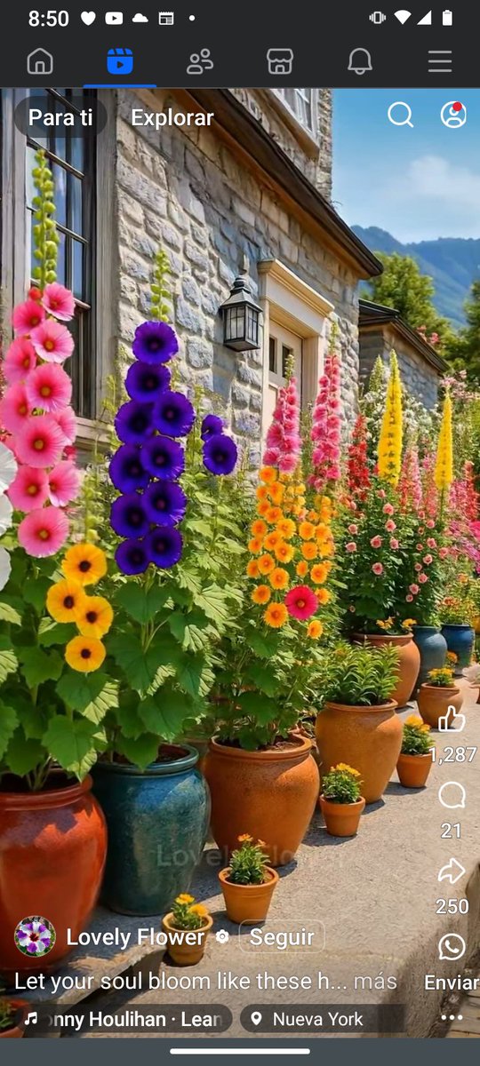 Quién dijo que no se puede tener un jardín en macetas? 💕💕