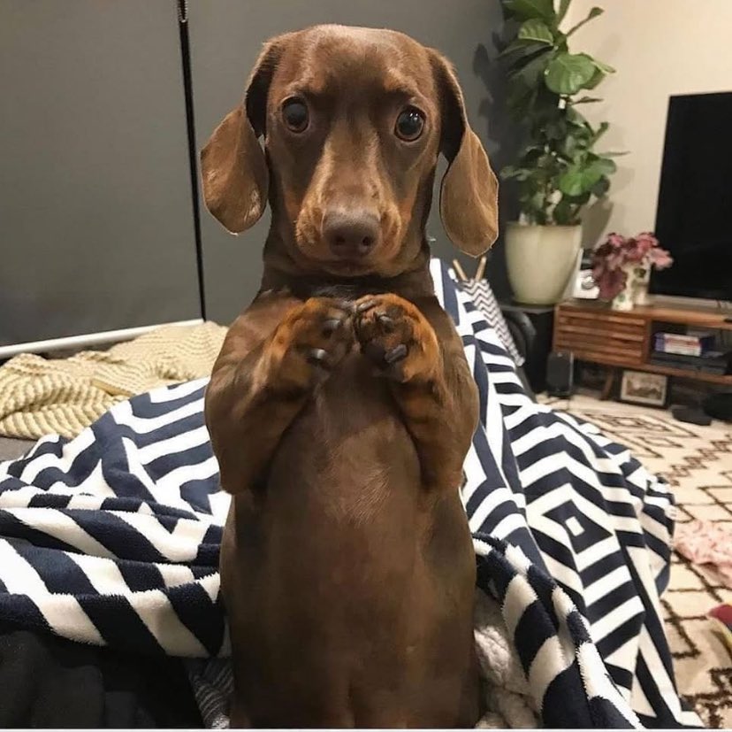 dachshund_usa21's tweet image. How you say no ?🥰❤️
#dachshund
