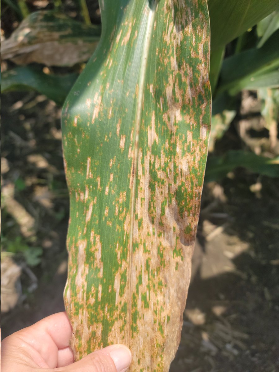 DTelenko's tweet photo. From my field visits yesterday, tar spot may not be the major problem in corn, but gray leaf spot, especially if you planted a susceptible hybrid. Also, watch for southern rust as we continue to get samples. https://t.co/i65u2HQL7s